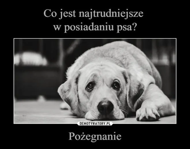 Cytaty o śmierci psa, które pomagają przetrwać żałobę