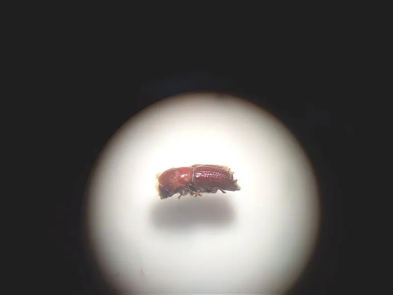 Kornik i mól wiersz – tajemnice literackiego świata owadów