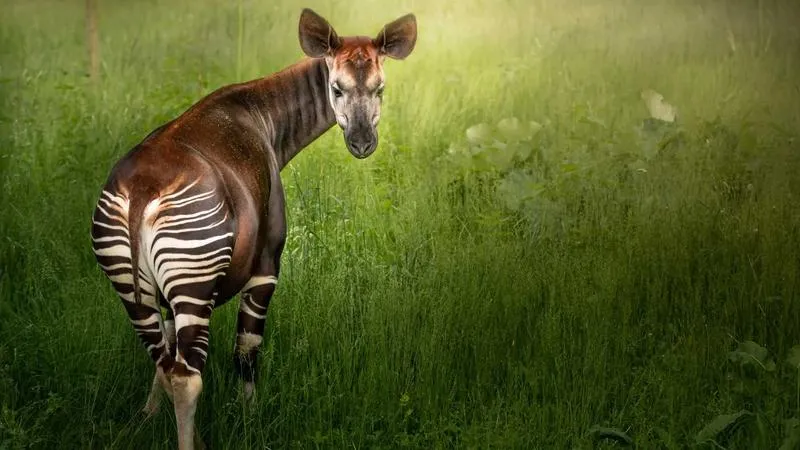 Tajemnice okapi w fascynującej książce marzeń