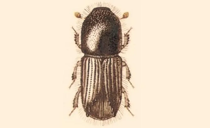 Literacki świat owadów