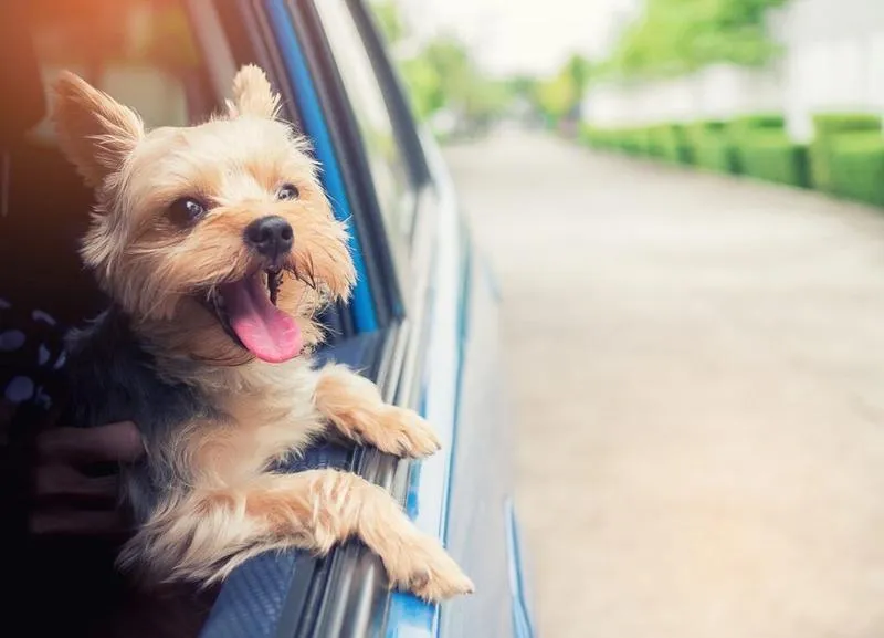 O psie który jeździł koleją