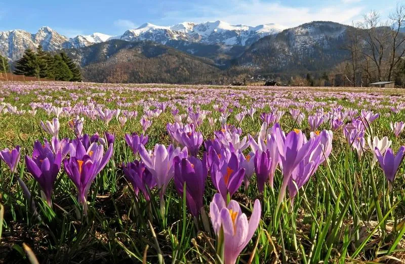 Pierwszy dzień wiosny