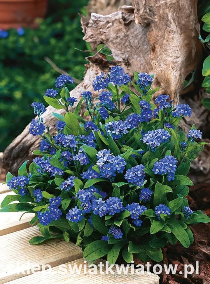 Poezja i wspomnienia