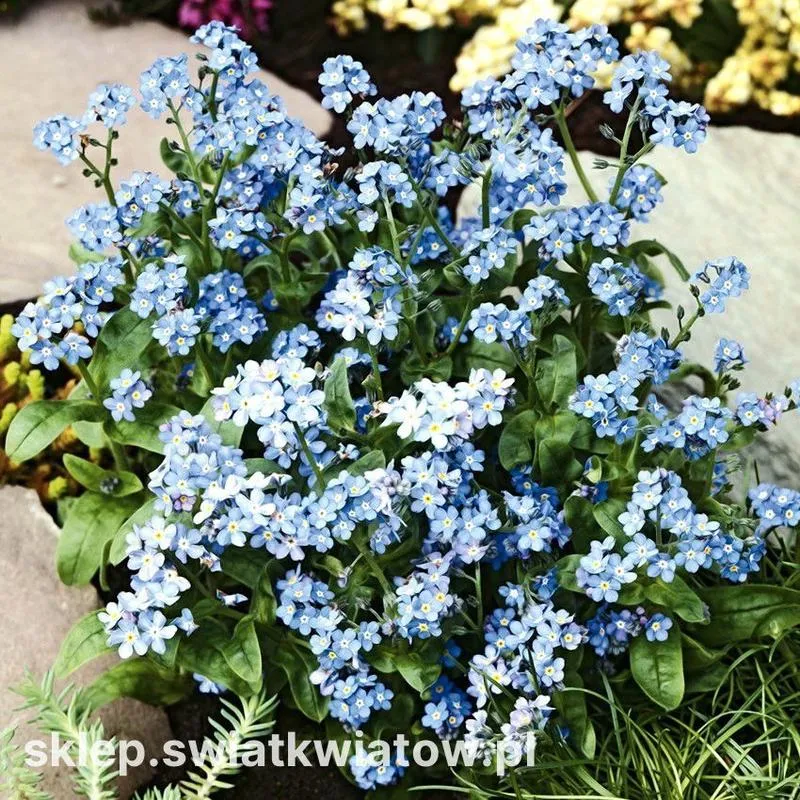 Tęsknota i melancholia w poezji