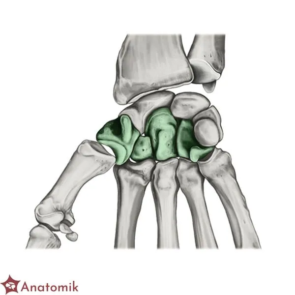 Wiersze o anatomii